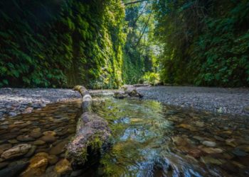Prairie Creek Redwoods State Park