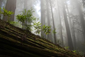 Redwood National and State Parks