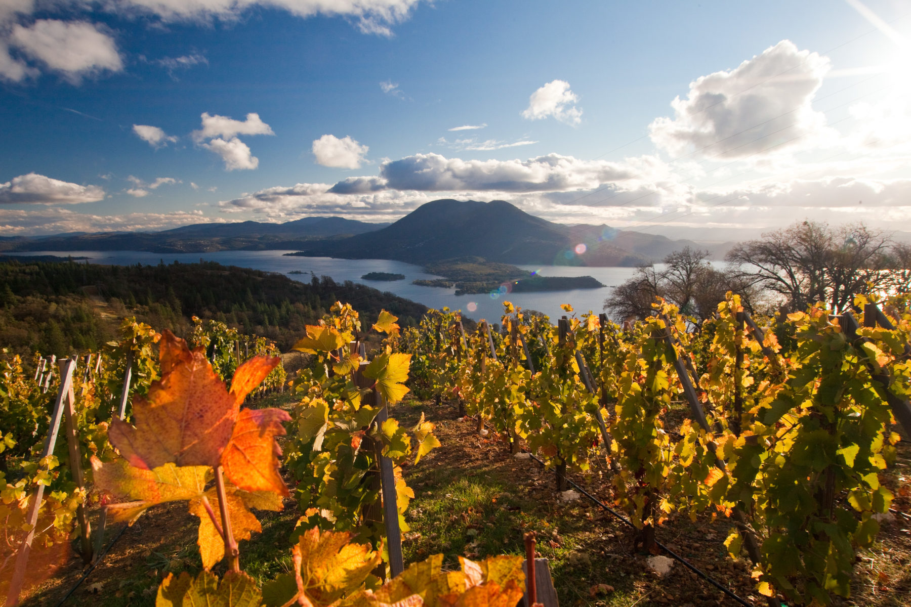 Brassfield Estate Winery in Lake County, California.