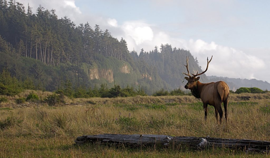 Roosevelt Elk on Gold Bluffs Beach.
