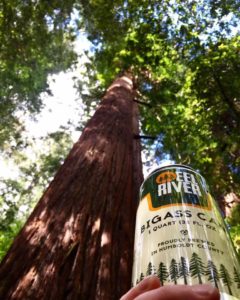 Eel River in the Redwoods.