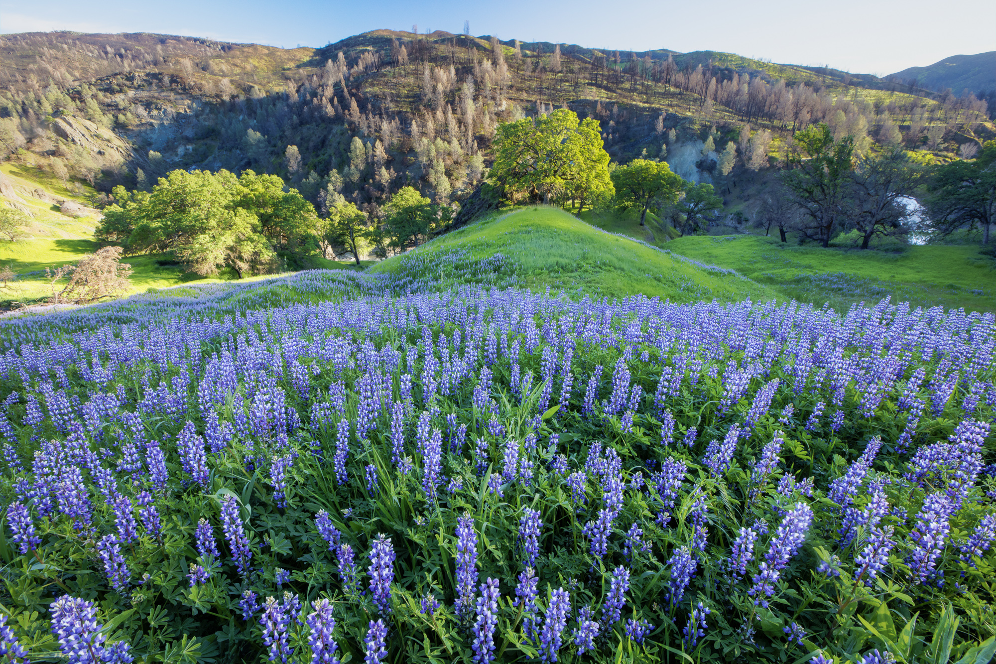 A Wealth of Wildflowers in the North Coast