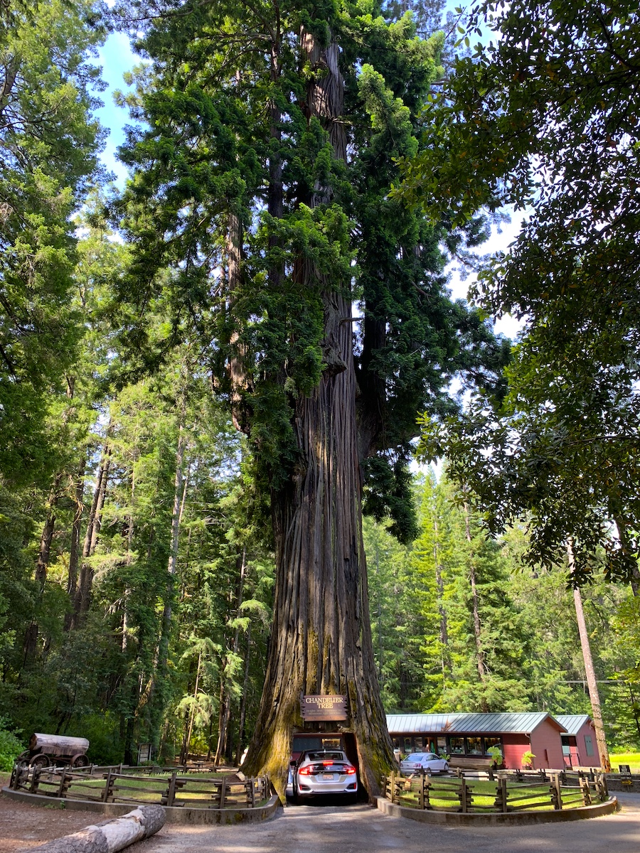Drive Thru Tree