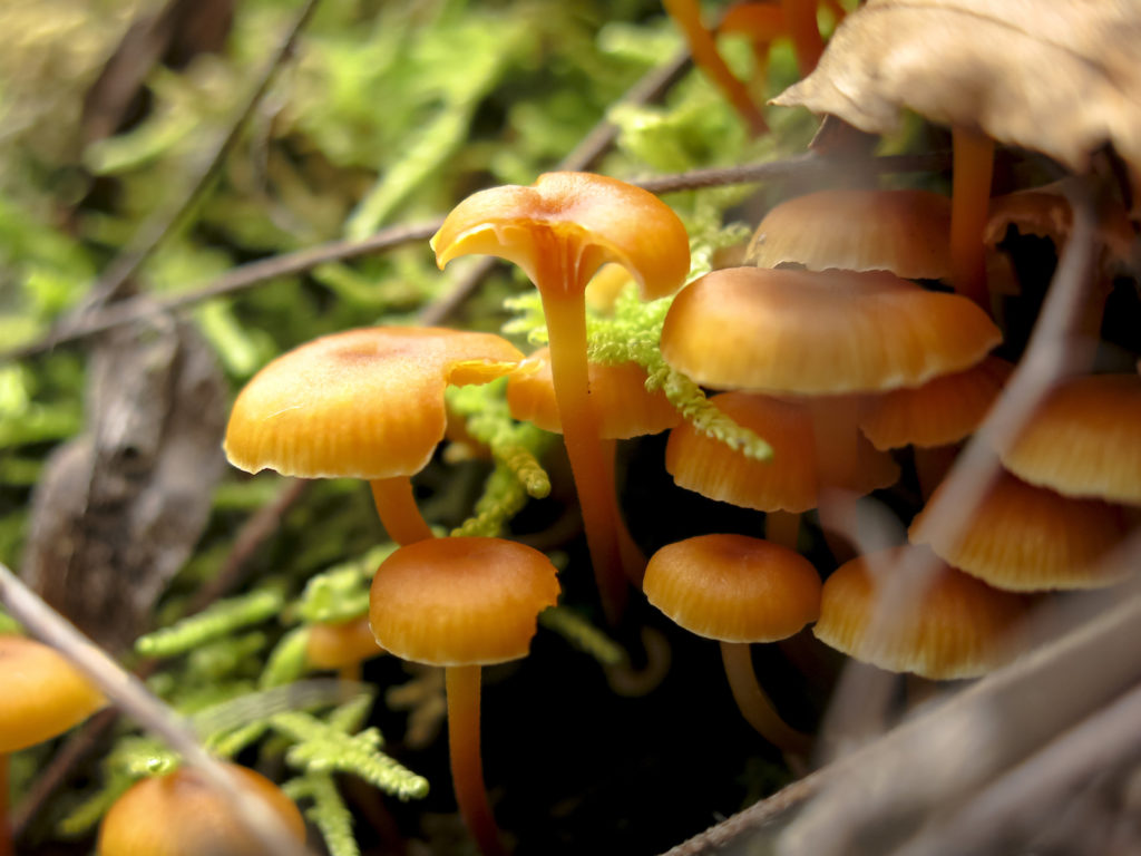 Chantralle mushrooms