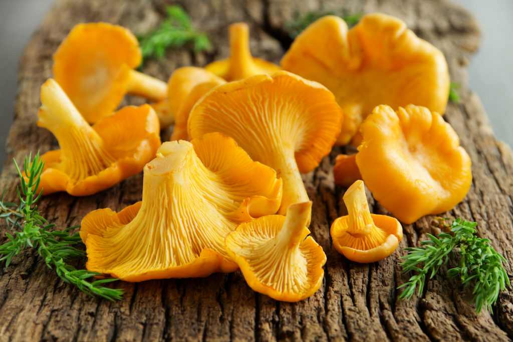 chanterelle mushrooms