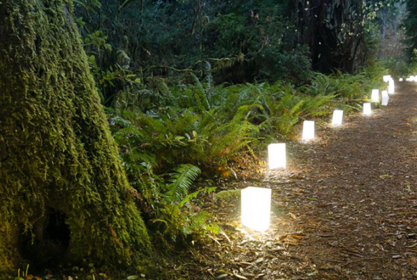 Candlelight Walk at Prairie Creek Redwoods State Park.